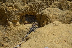 Aspidoscelis hyperythrus beldingi