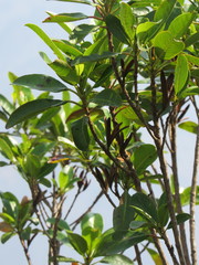 Hauya elegans cornuta