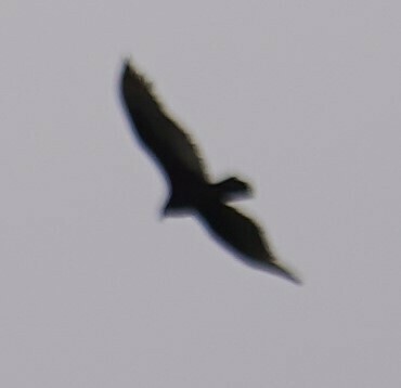 Turkey Vulture from Eastampton Township, NJ 08060, USA on April 27 ...