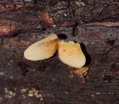 Crepidotus nephrodes