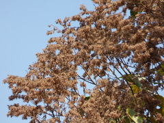 Heliocarpus