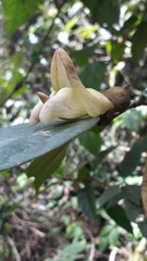 Mucuna urens