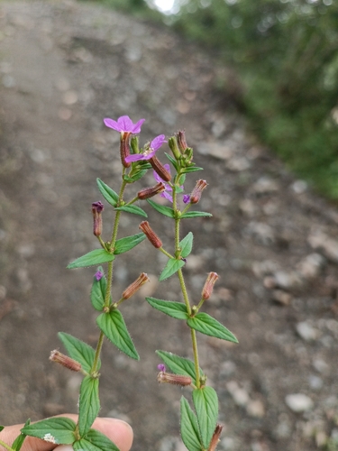 Cuphea ciliata, photograph 1