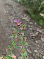 author not stated, no rights reserved Cuphea ciliata, photograph author not stated, no rights reserved