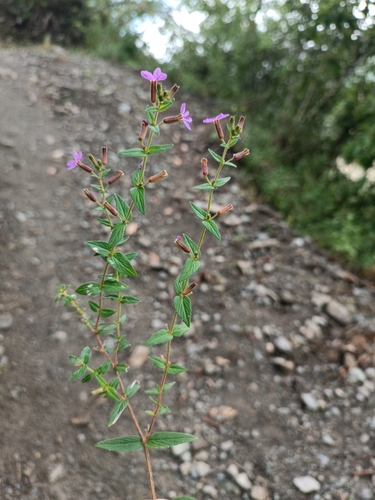 Cuphea ciliata, photograph 3