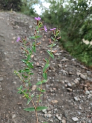 author not stated, no rights reserved Cuphea ciliata, photograph author not stated, no rights reserved