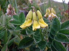 Astragalus umbellatus
