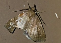 Glaphyria sesquistrialis