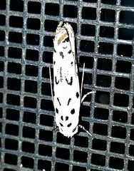 Ethmia bittenella