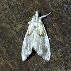 Glaphyria basiflavalis