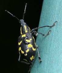 Exophthalmus nicaraguensis image