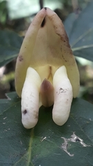 Mucuna urens