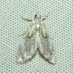 Glaphyria basiflavalis