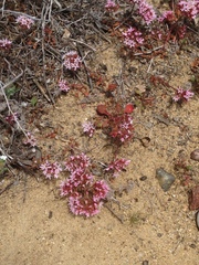 Chorizanthe fimbriata