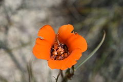Calochortus kennedyi kennedyi