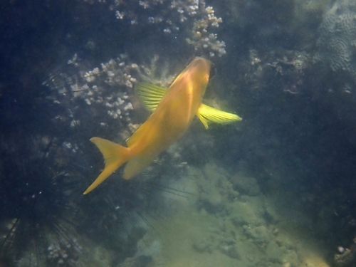 Coral Rabbitfish — seen at this dive site