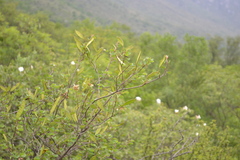 Bauhinia lunarioides