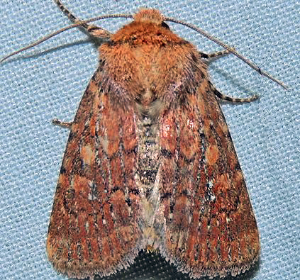 Homorthodes lindseyi Benjamin, 1922