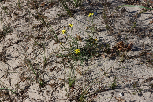 Image of Senecio burchellii by (c) Tony Rebelo, some rights reserved (CC BY-SA)