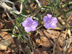 Ruellia breedlovei
