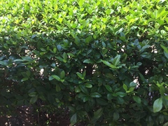 Corynocarpus