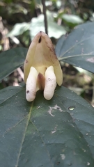 Mucuna urens