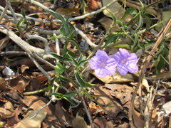 Ruellia breedlovei