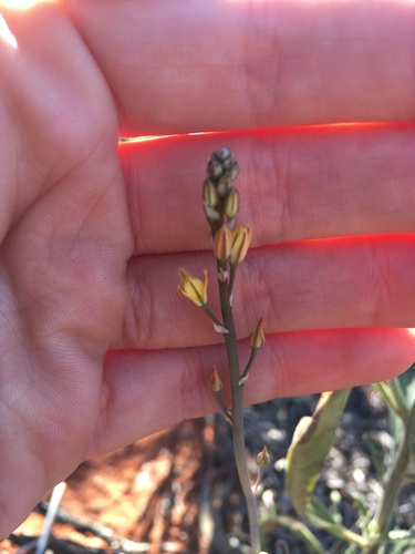 Bulbine alata