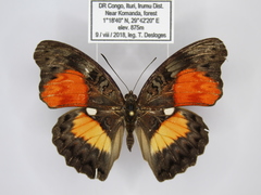 Cymothoe aramis schoutedeni