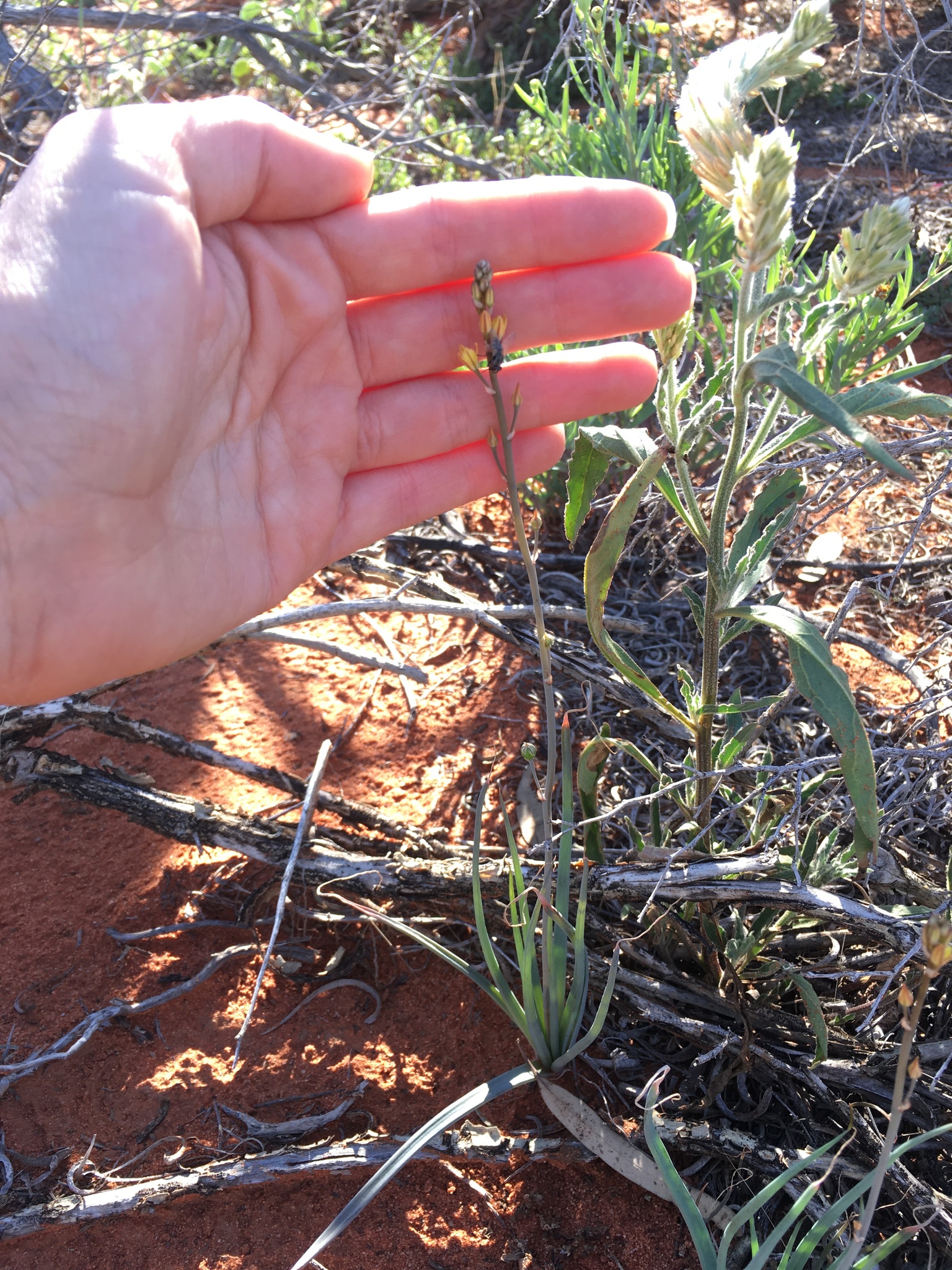 Bulbine alata