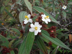 Miconia angustilamina
