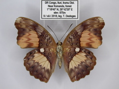 Cymothoe aramis schoutedeni