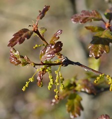 Quercus garryana breweri