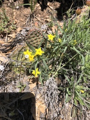Lithospermum incisum