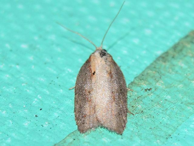 Acleris in April 2024 by privatenoaccess · iNaturalist