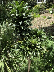 Dracaena fragrans compacta