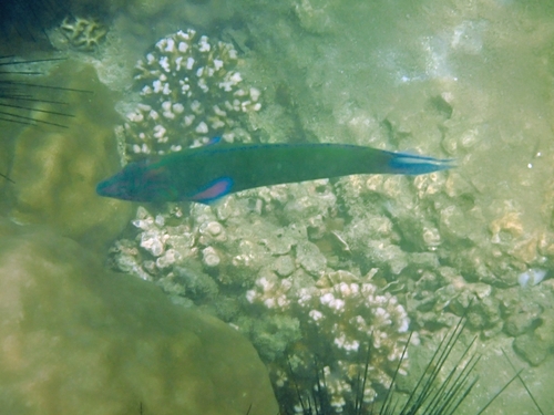 Moon Wrasse — seen at this dive site