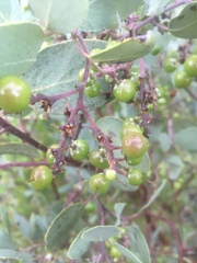Arctostaphylos mewukka