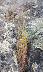 Sairocarpus nuttallianus