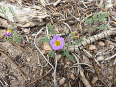 Phacelia bicolor