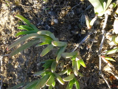 Ruschia rigidicaulis