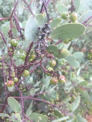 Arctostaphylos mewukka