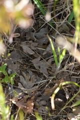 Quercus garryana breweri