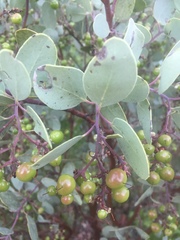 Arctostaphylos mewukka