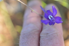 Delphinium decorum