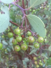 Arctostaphylos mewukka