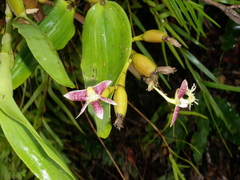 Dendrobium comatum