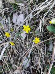 Ranunculus monophyllus
