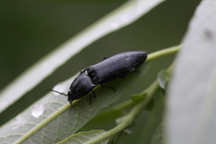 Melanactes densus