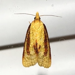 Sparganothis bistriata